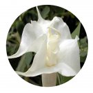 DwarfGiantFarm 200Pcs A Set Datura stramonium Seed Prodgf