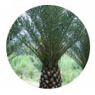 DwarfGiantFarm 200Pcs A Set Elaeis guineensis Jacq Seed  Prodgf