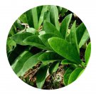 DwarfGiantFarm 200Pcs A Set Erycibe obtusifolia Benth Seed Prodgf