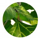 DwarfGiantFarm 200Pcs A Set Erythrina variegate Parcellii Seed  Prodgf