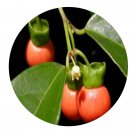 DwarfGiantFarm 200Pcs A Set Erythropalum Seed   Prodgf