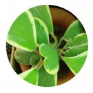 DwarfGiantFarm 200Pcs A Set Hoya fusca Wall Seed  Prodgf