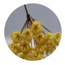 DwarfGiantFarm 200Pcs A Set Hoya blashernaezii Seed   Prodgf