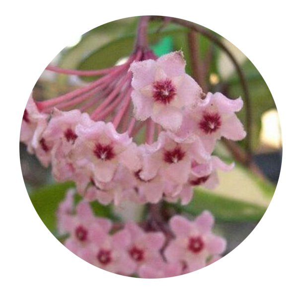DwarfGiantFarm 200Pcs A Set Hoya mindorensis Seed   Prodgf