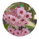 DwarfGiantFarm 200Pcs A Set Hoya mindorensis Seed   Prodgf