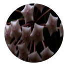 DwarfGiantFarm 200Pcs A Set Hoya fungii Merr. Seed  Prodgf