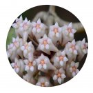 DwarfGiantFarm 200Pcs A Set Hoya pottsii Traill Seed Prodgf