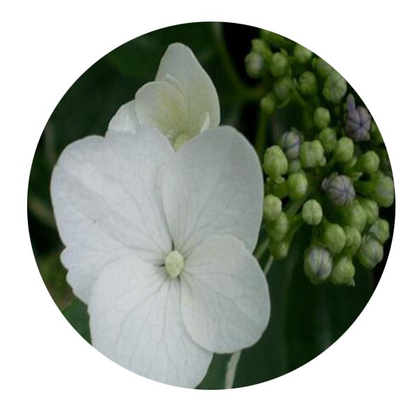 DwarfGiantFarm 200Pcs A Set Hydrangea macrophylla Seed Prodgf