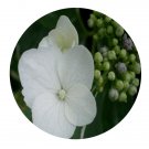 DwarfGiantFarm 200Pcs A Set Hydrangea macrophylla Seed Prodgf