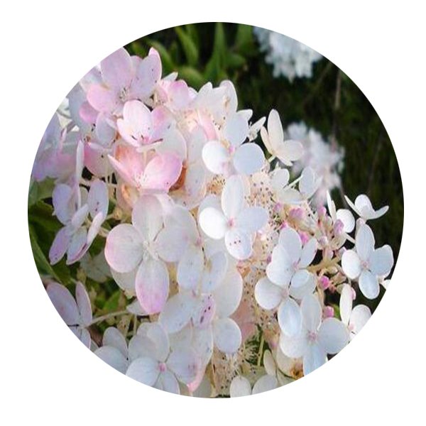 DwarfGiantFarm 200Pcs A Set Hydrangea paniculata Sieb Seed Prodgf