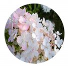 DwarfGiantFarm 200Pcs A Set Hydrangea paniculata Sieb Seed Prodgf