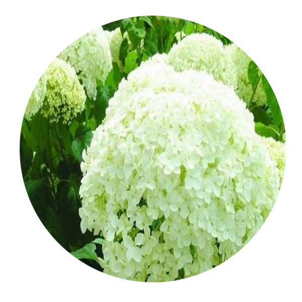 DwarfGiantFarm 200Pcs A Set Hydrangea arborescens Seed Prodgf