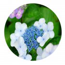DwarfGiantFarm 200Pcs A Set Hydrangea serrata f. acuminata Seed  Prodgf