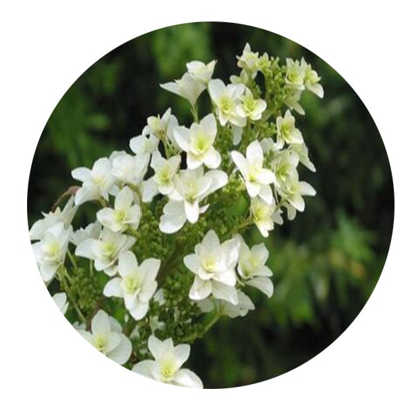 DwarfGiantFarm 200Pcs A Set Hydrangea quercifolia Seed Prodgf