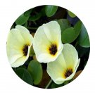 DwarfGiantFarm 200Pcs A Set Hydrocleys nymphoides Seed Prodgf