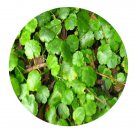 DwarfGiantFarm 200Pcs A Set Hydrocotyle sibthorpioides Seed  Prodgf
