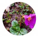 DwarfGiantFarm 200Pcs A Set Incarvillea forrestii Fletcher Seed   Prodgf