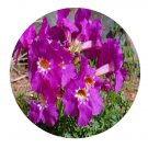 DwarfGiantFarm 200Pcs A Set Incarvillea zhongdianensis Grey Wilson Seed Prodgf