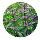DwarfGiantFarm 200Pcs A Set Hygrophila salicifolia Seed  Prodgf