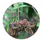 DwarfGiantFarm 200Pcs A Set Indigofera suffruticosa Seed Prodgf