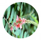 DwarfGiantFarm 200Pcs A Set Indigofera spicata Forssk Seed Prodgf