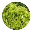 DwarfGiantFarm 200Pcs A Set Ipomoea batatas Seed  Prodgf