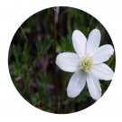 DwarfGiantFarm 200Pcs A Set Anemone rivularis Seed  Prodgf