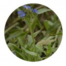DwarfGiantFarm 200Pcs A Set Anchusa officinalis Seed Prodgf