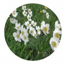 DwarfGiantFarm 200Pcs A Set Anemone trullifolia var. linearis Seed Prodgf
