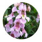 DwarfGiantFarm 200Pcs A Set Angelonia angustifolia Seed  Prodgf