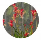 DwarfGiantFarm 200Pcs A Set Anigozanthos Seed   Prodgf