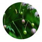 DwarfGiantFarm 200Pcs A Set Anemonopsis macrophylla Seed   Prodgf