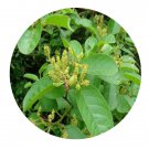 DwarfGiantFarm 200Pcs A Set Antidesma ghaesembilla Seed   Prodgf