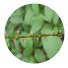 DwarfGiantFarm 200Pcs A Set Antenoron filiforme Seed   Prodgf
