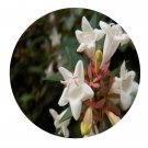 DwarfGiantFarm 200Pcs A Set A.grandiflora Rehd Seed   Prodgf