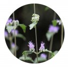 DwarfGiantFarm 200Pcs A Set Caryopteris mongholica Seed   Prodgf