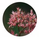 DwarfGiantFarm 200Pcs A Set Carex scaposa C.B.Clarke Seed   Prodgf