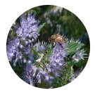 DwarfGiantFarm 200Pcs A Set Caryopteris incana Seed   Prodgf