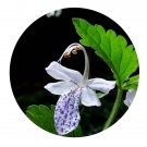 DwarfGiantFarm 200Pcs A Set Caryopteris nepetaefolia Seed    Prodgf