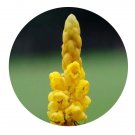 DwarfGiantFarm 200Pcs A Set Cassia alata Seed    Prodgf