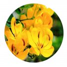 DwarfGiantFarm 200Pcs A Set Cassia bicapsularis Seed    Prodgf