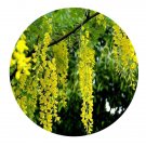 DwarfGiantFarm 200Pcs A Set Cassia fistula Seed    Prodgf