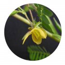 DwarfGiantFarm 200Pcs A Set Cassia mimosoides Seed  Prodgf