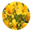DwarfGiantFarm 200Pcs A Set Cassia surattensis Burm Seed  Prodgf