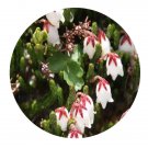 DwarfGiantFarm 200Pcs A Set Cassiope selaginoides Hook.f.et Thoms Seed Prodgf