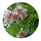 DwarfGiantFarm 200Pcs A Set Catalpabungei C.A.Mey Seed Prodgf