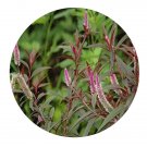 DwarfGiantFarm 200Pcs A Set Celosia argentea Linn Seed  Prodgf