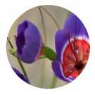 DwarfGiantFarm 200Pcs A Set Geissorhiza radians Seed  Prodgf