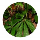 DwarfGiantFarm 200Pcs A Set Paris verticillata Seed  Prodgf