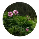 DwarfGiantFarm 200Pcs A Set Paeonia veitchii Seed Prodgf